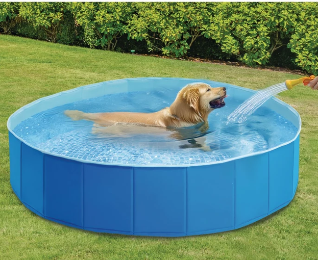 Cele mai bune piscine pentru câini: cât costă, ce modele există și cum alegi varianta potrivită