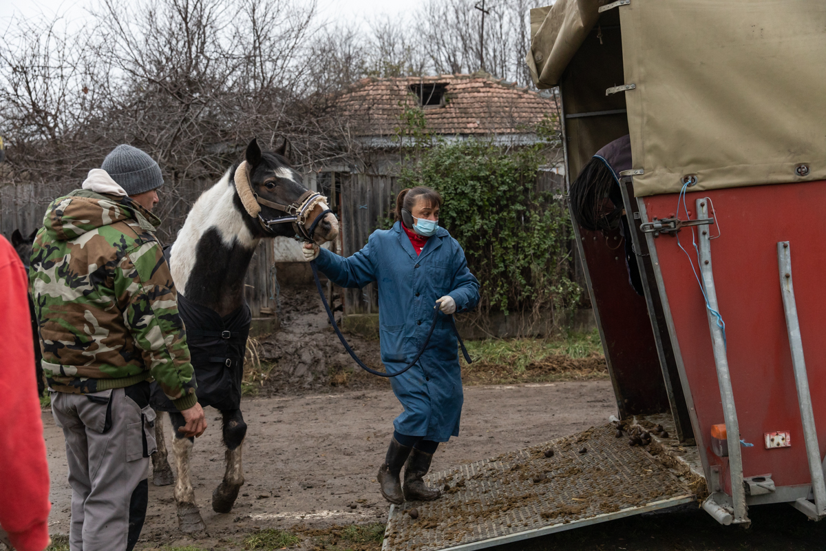 REPORTAJ. În loc de reni, Moș Crăciun a venit anul acesta cu o caravană salvatoare pentru iepe, măgărițe, câini și pisici