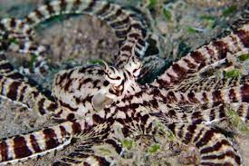 The mimic octopus [TheThreeP]