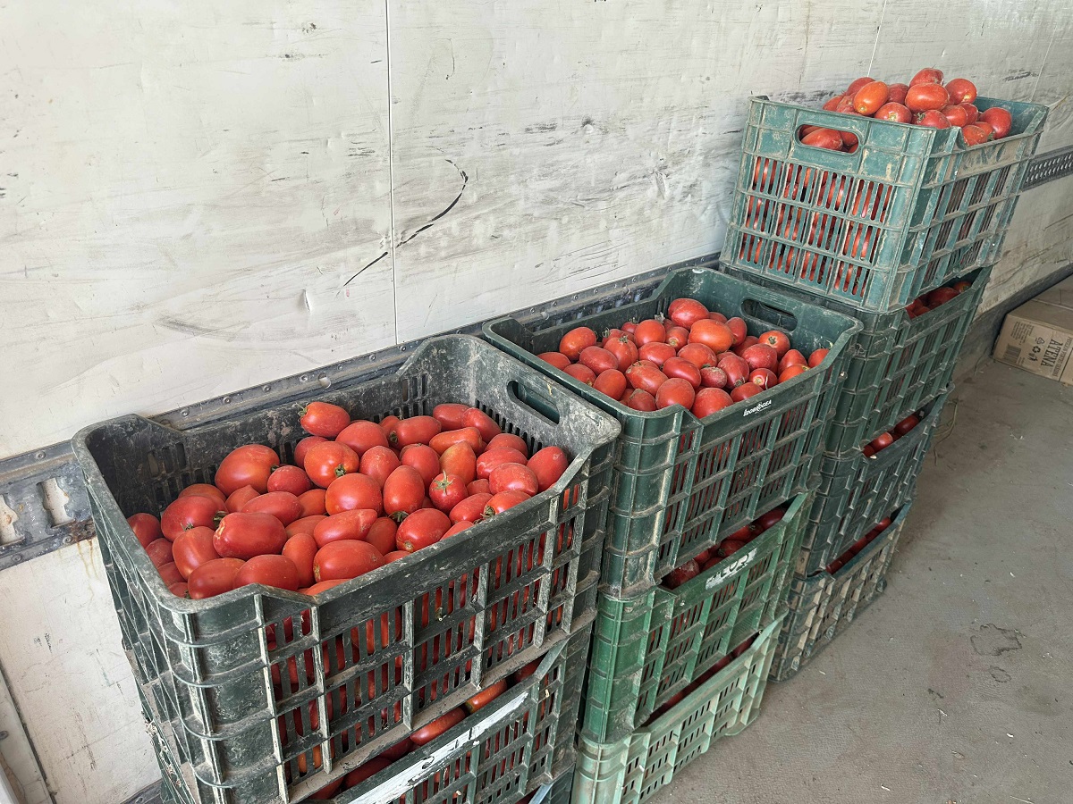Cât costă un kilogram de roșii la producătorii din Delta Dunării. Le cultivă pe câmpul pe care îl irigă și le vând la tarabă, pe marginea șoselei