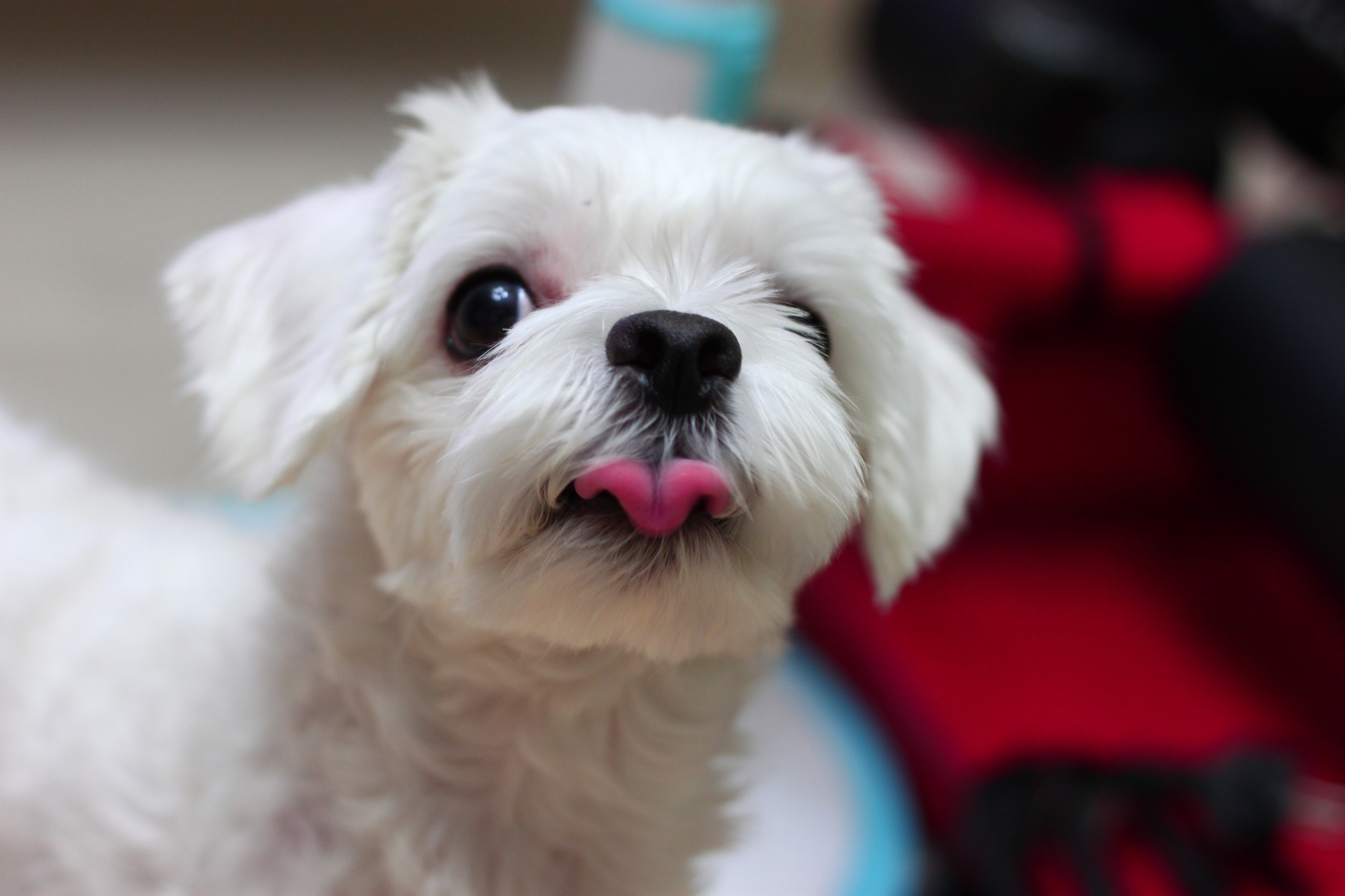 Bichon Maltez - ce caracteristici are una dintre cele mai vechi rase de câini