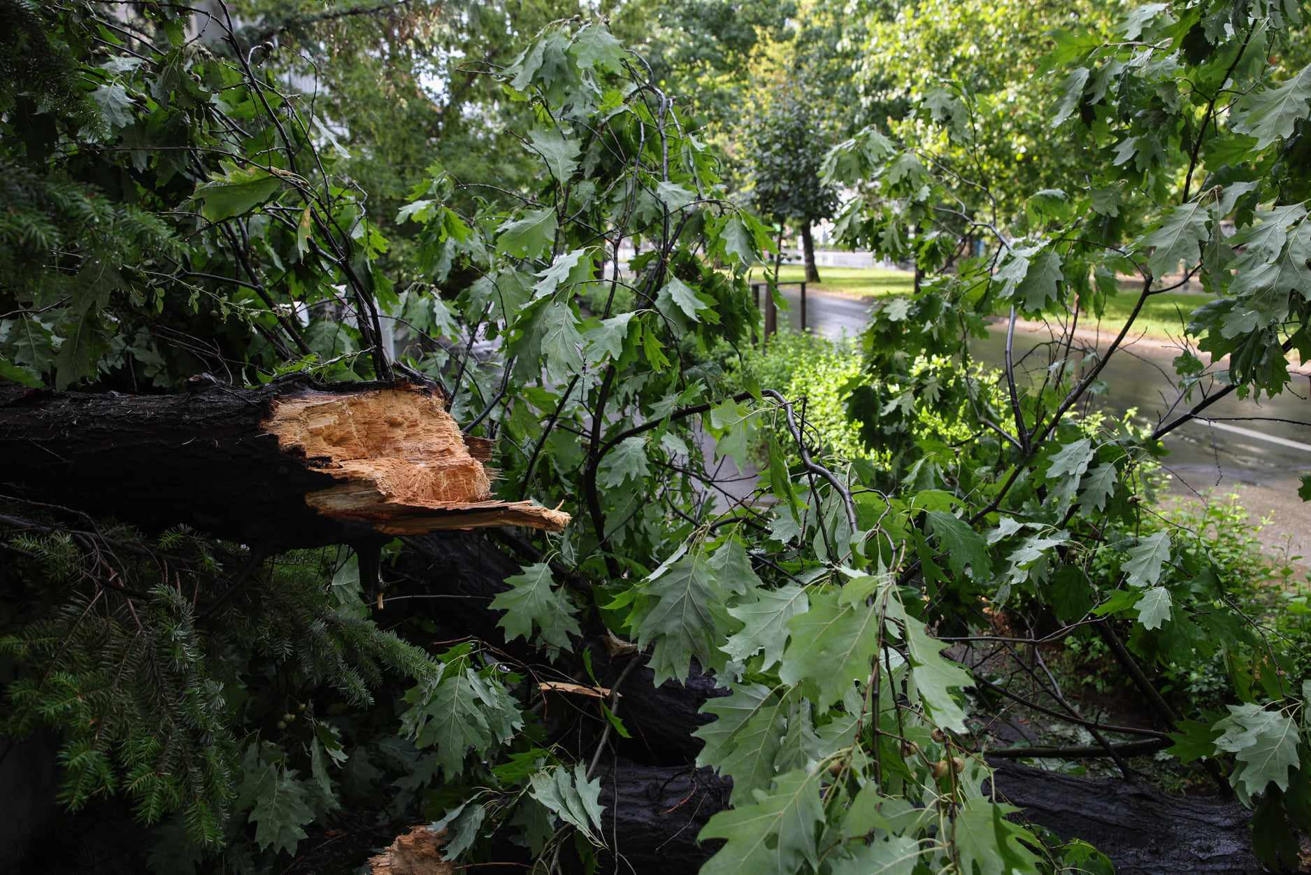 Zeci de copaci căzuți în București, vineri dimineață, după o vijelie. Capitala s-a aflat două ore sub alertă meteo de furtună
