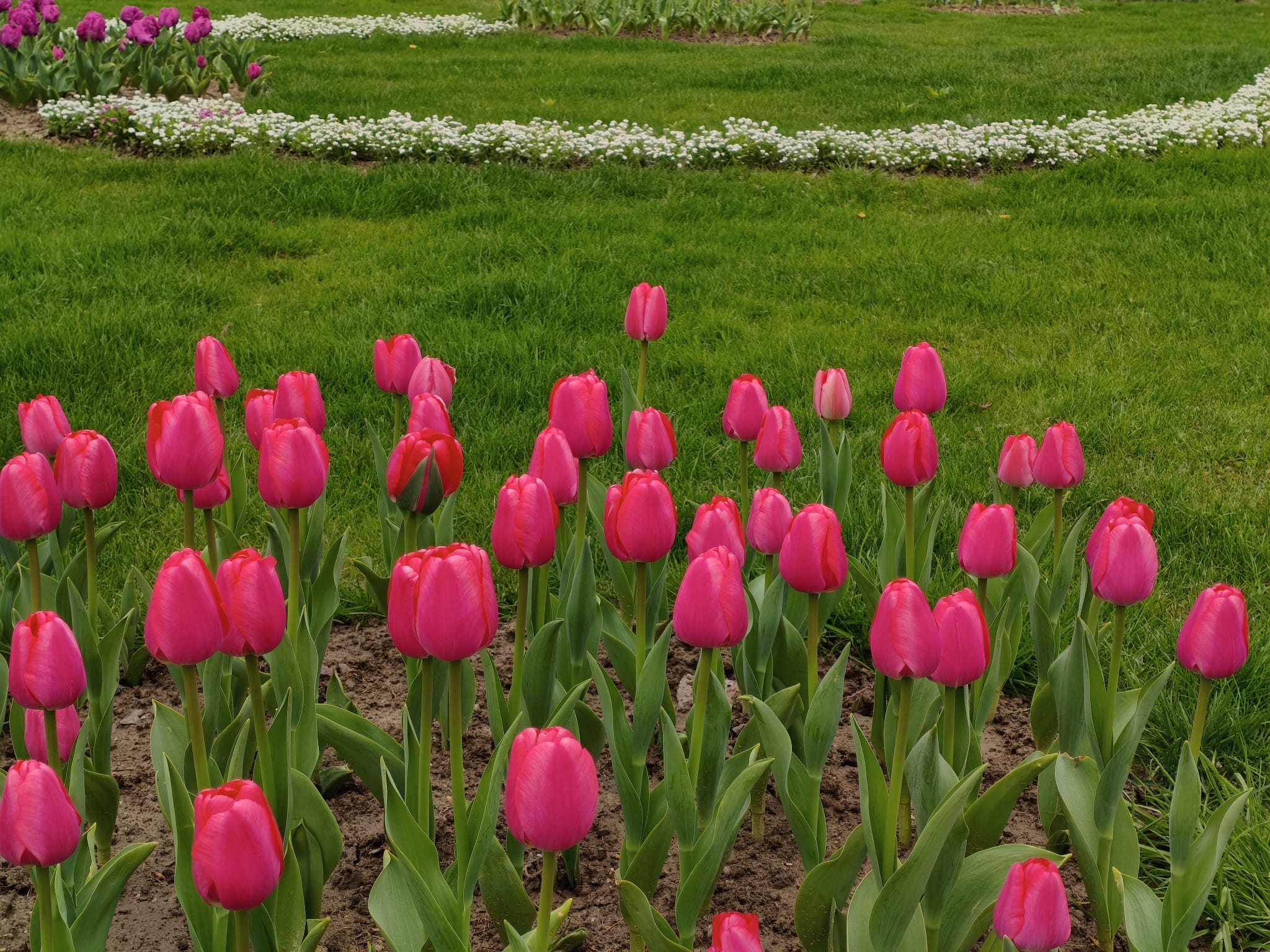 Peste 400.000 de lalele, la cea mai mare expoziție florală din România. Soiul unic care poate fi admirat doar la Pitești