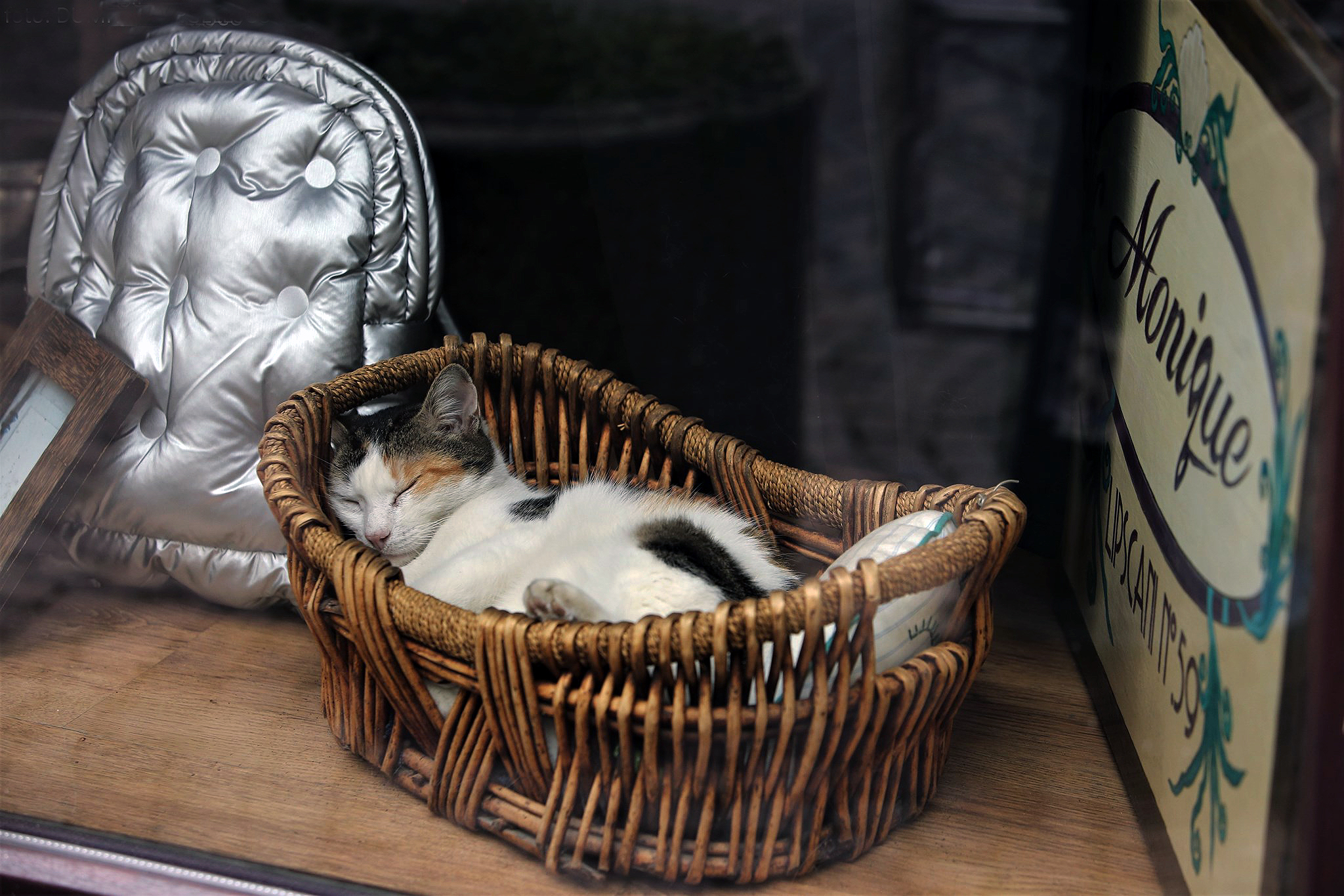 Viață de pisică în Centrul Vechi. De la legenda Mitzi, care are statuie, la mâțele care cerșesc printre picioarele oamenilor veniți să petreacă în inima Capitalei