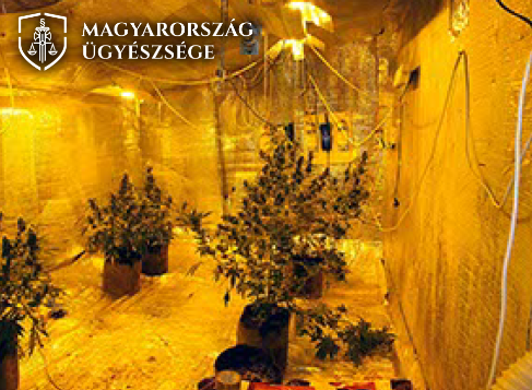 Disznóólban termesztette a kannabiszt a díler, elképesztő dolgokat találtak a nyomozók a helyszínen - Fotók