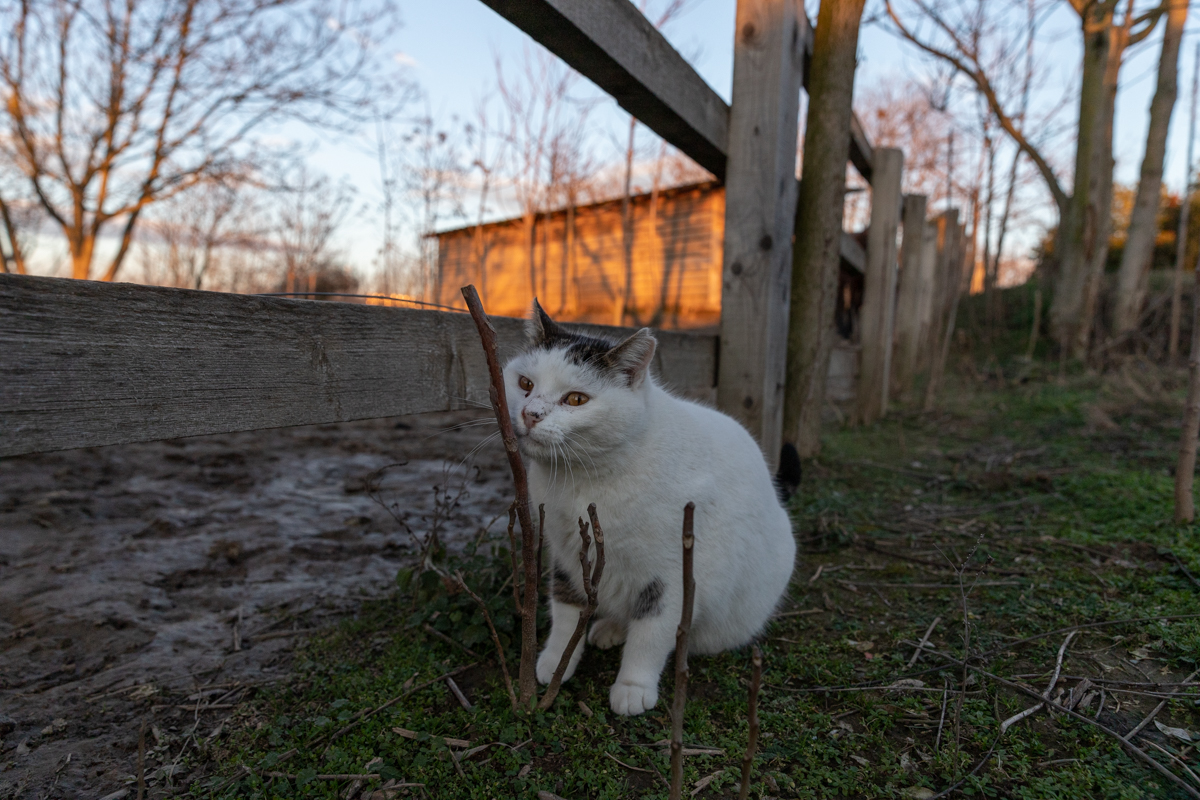 Proprietarul cailor maltratați de la Techirghiol îi poate lua înapoi după 45 de zile, dacă dovedește că sunt ai lui. „Procurorul Țucă, un mare iubitor de animale”