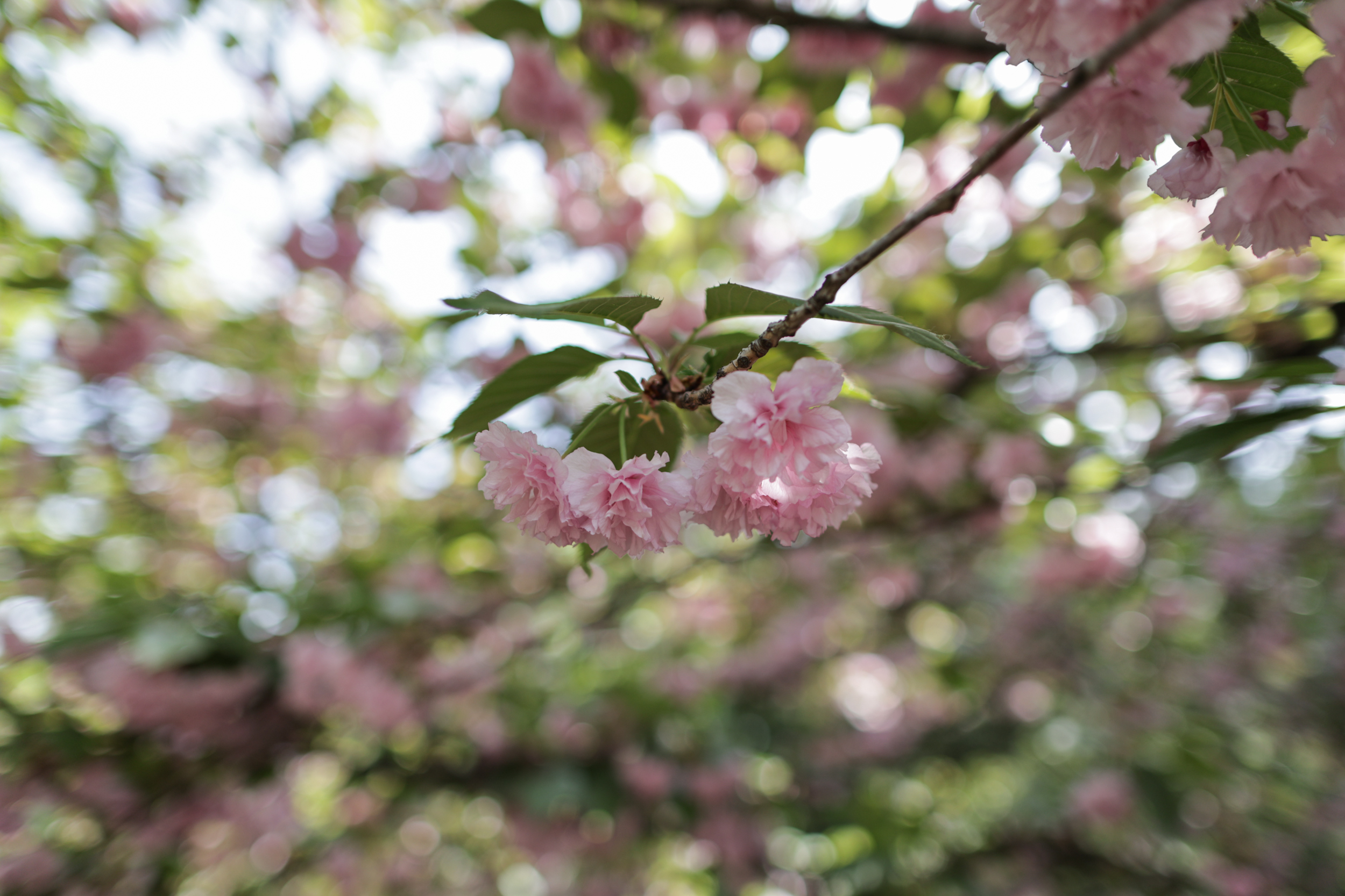 FOTO. Au înflorit cireșii în Grădina Japoneză din Parcul Herăstrău. Sute de persoane au asistat la „Festivalul Florilor de Cireș”