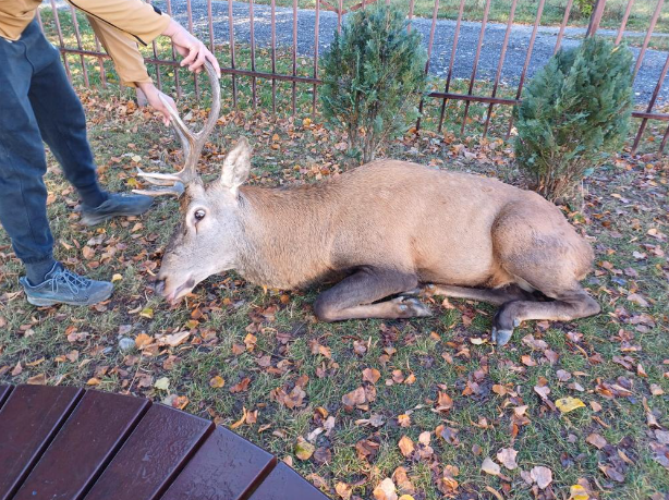 Un cerb a intrat în curtea unei şcoli din Râşnov. Pădurarii au tranchilizat animalul și l-au eliberat în fondul forestier