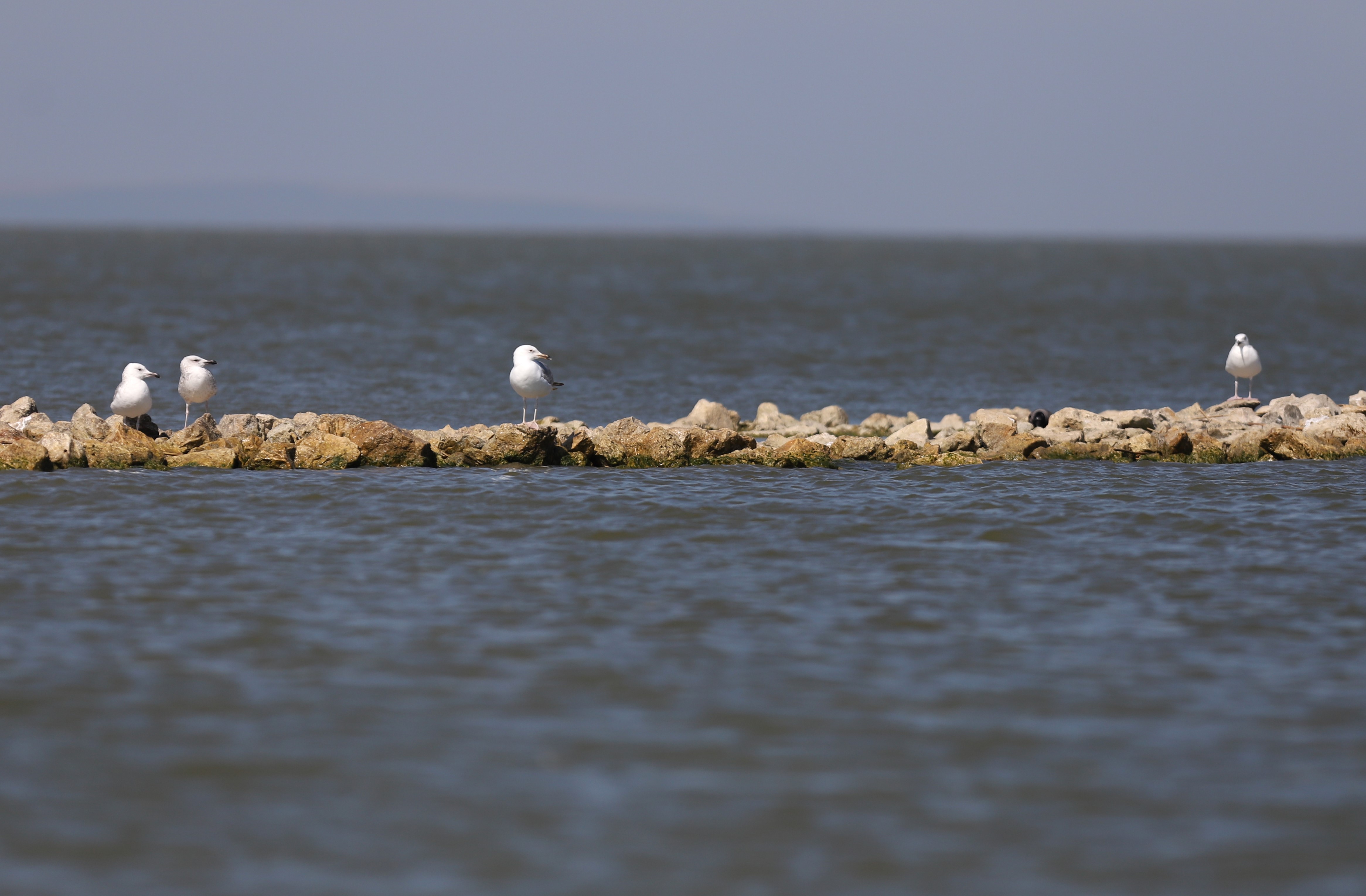 Cinci minute de pace din Jurilovca. Imagini şi poveşti adevărate despre minunile dintr-un sat de pescari