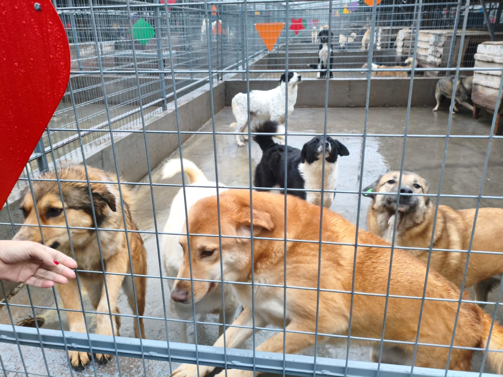 Orașul câinilor. Localitatea din România care a ajuns să găzduiască cel mai mare adăpost din lume dedicat animalelor fără stăpân
