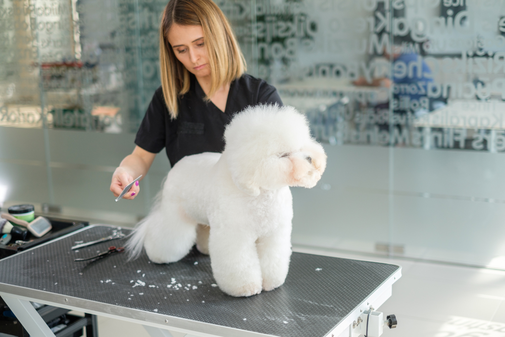 Bichon Frise - ce temperament are patrupedul expresiv cu blană albă și pufoasă