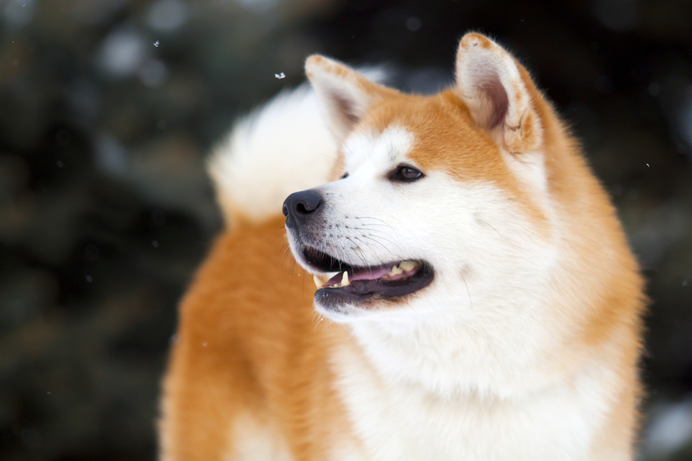 Akita - ce temperament are unul dintre cei mai cunoscuți câini de vânătoare