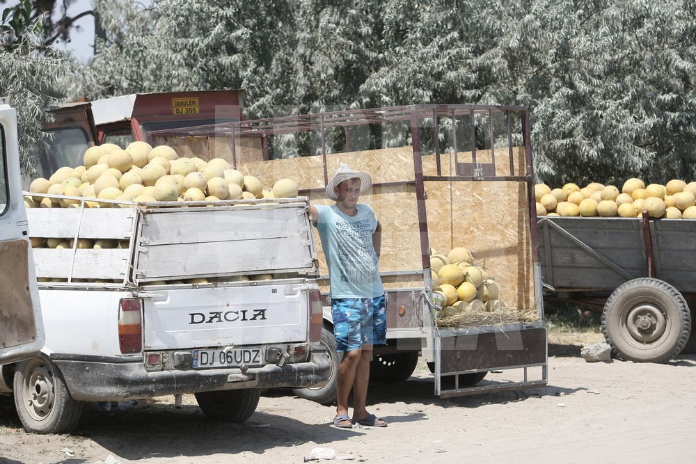 VIDEO EXCLUSIV / Drumul pepenilor de Dăbuleni. Prețurile cresc de 10 ori! Profitul se duce la samsari, iar fermierii rămân cu mirosul