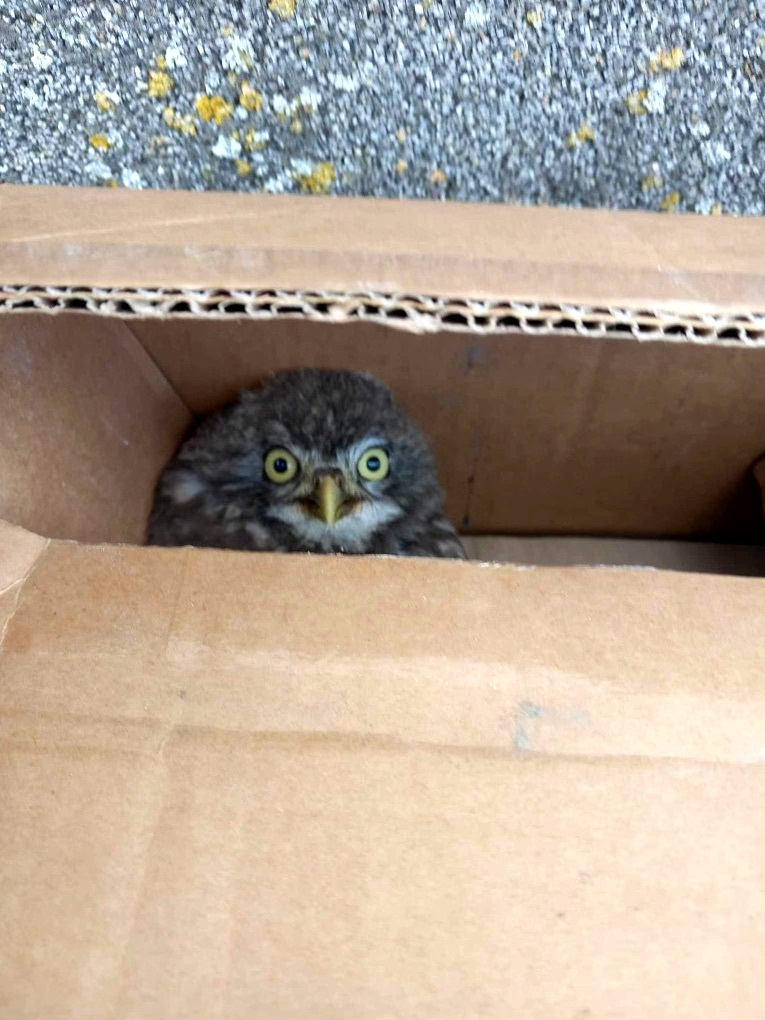 Lőtérre tévedt bagolyfiókát mentettek a tököli börtön munkatársai - fotó