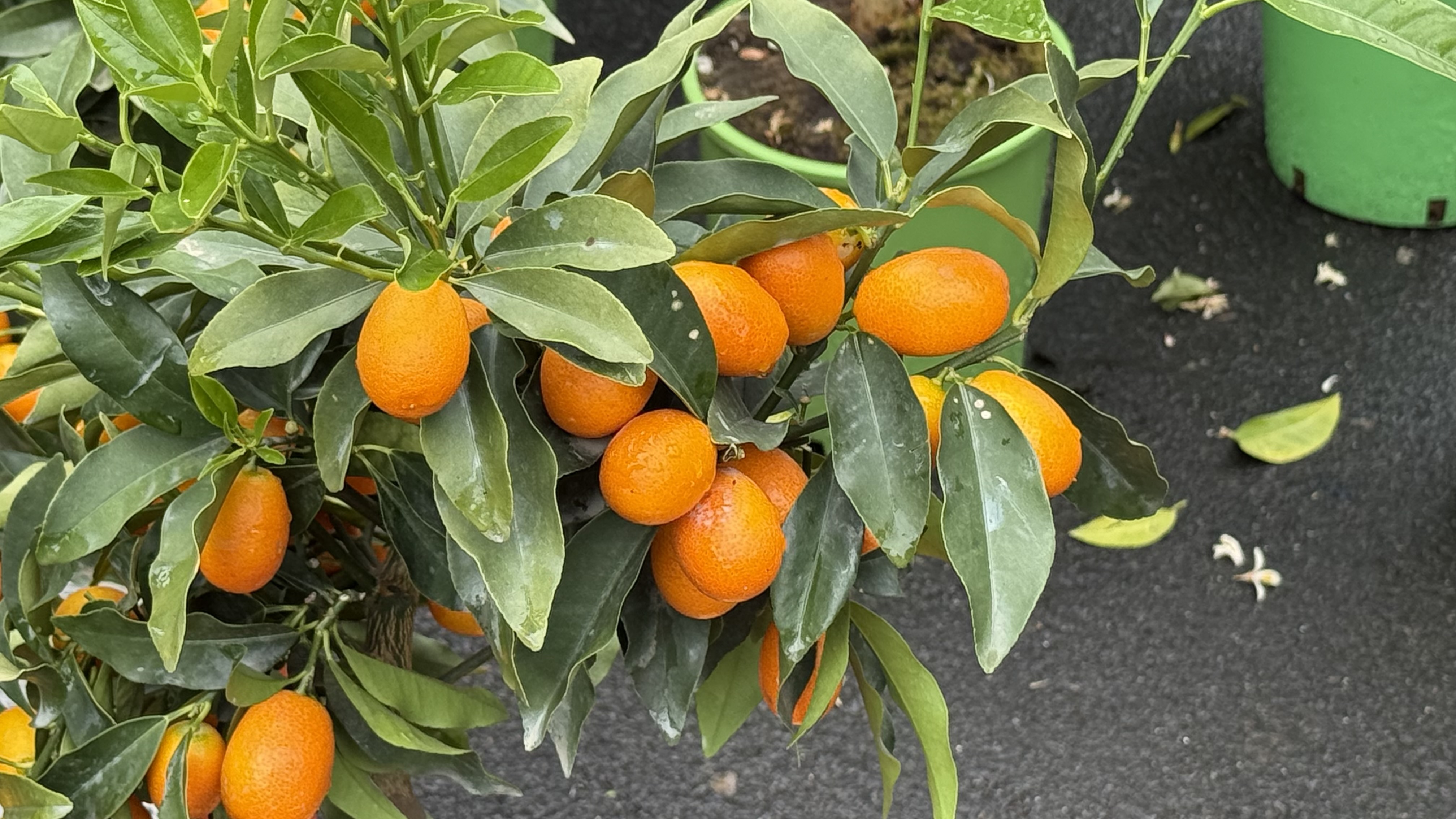 Explozie de flori și fructe exotice la Agronomie. Cât au plătit oamenii pentru „Mâna lui Buddha” „Banana Nordului” și smochinul mov