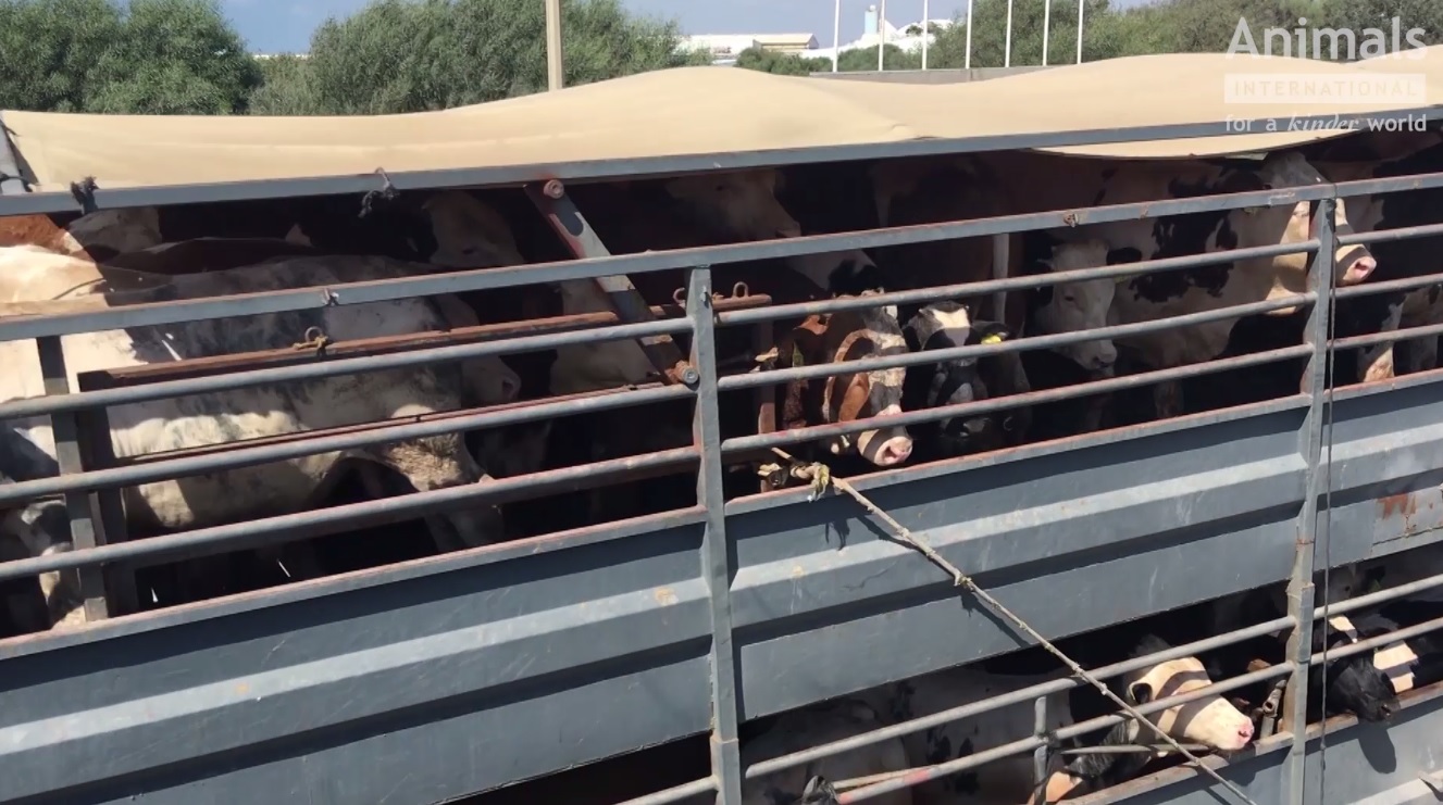 VIDEO/ Animalele din România, transportate în condiții îngrozitoare. Riscăm o anchetă a Parlamentului European. Atenţie, imagini care vă pot afecta emoţional!