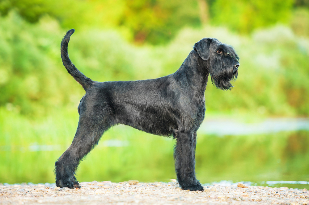 Rasa Schnauzer - ce caracteristici are câinele cu sprâncene lungi