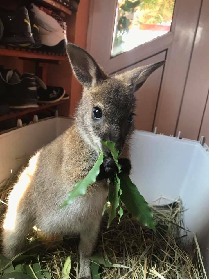 Un tânăr din Cluj crește un cangur ca animal de companie. Din Australia, Rin s-a adaptat în inima Transilvaniei