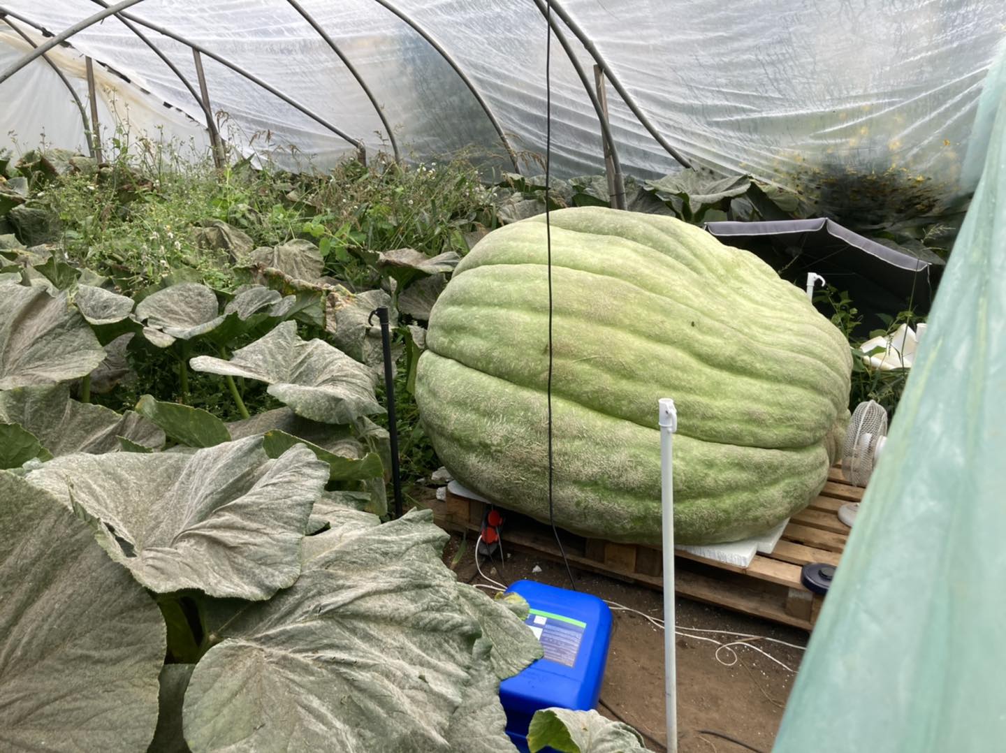 Un agricultor german și-a recoltat dovleacul de peste o jumătate de tonă cu macaraua