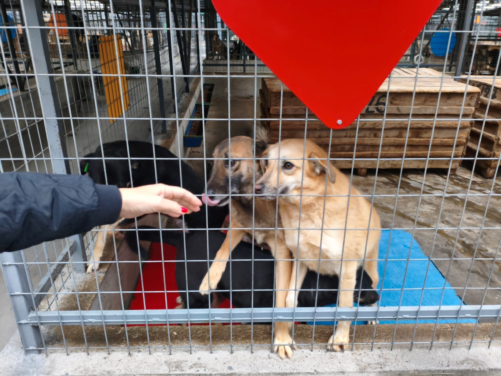 Orașul câinilor. Localitatea din România care a ajuns să găzduiască cel mai mare adăpost din lume dedicat animalelor fără stăpân