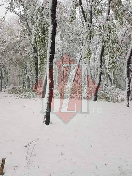 Teiul lui Eminescu din Parcul Copou a fost distrus de ninsoare. Viscolul a făcut ravagii în Iași