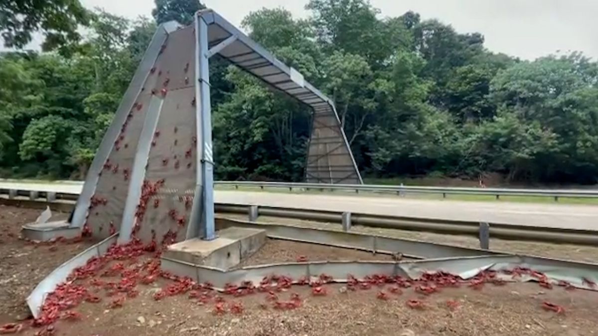 VIDEO / Zeci de milioane de crabi roșii migrează pe Insula Crăciunului, drumurile au fost blocate