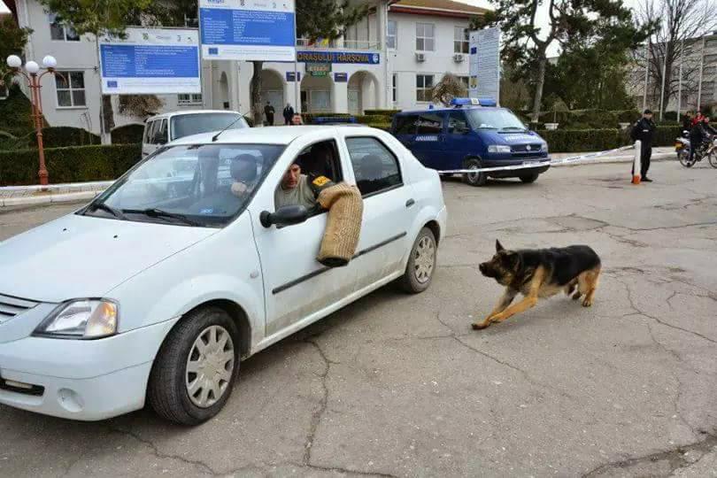 REPORTAJ/ Jandarmul Marius și câinele Mabanu, o prietenie mai presus de meserie. Deși a fost pensionat, ciobănescul german rămane cu plutonierul major/ (Foto&Video)