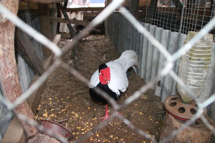 Şi-a făcut grădină ZOO în vârf de munte! GALERIE FOTO