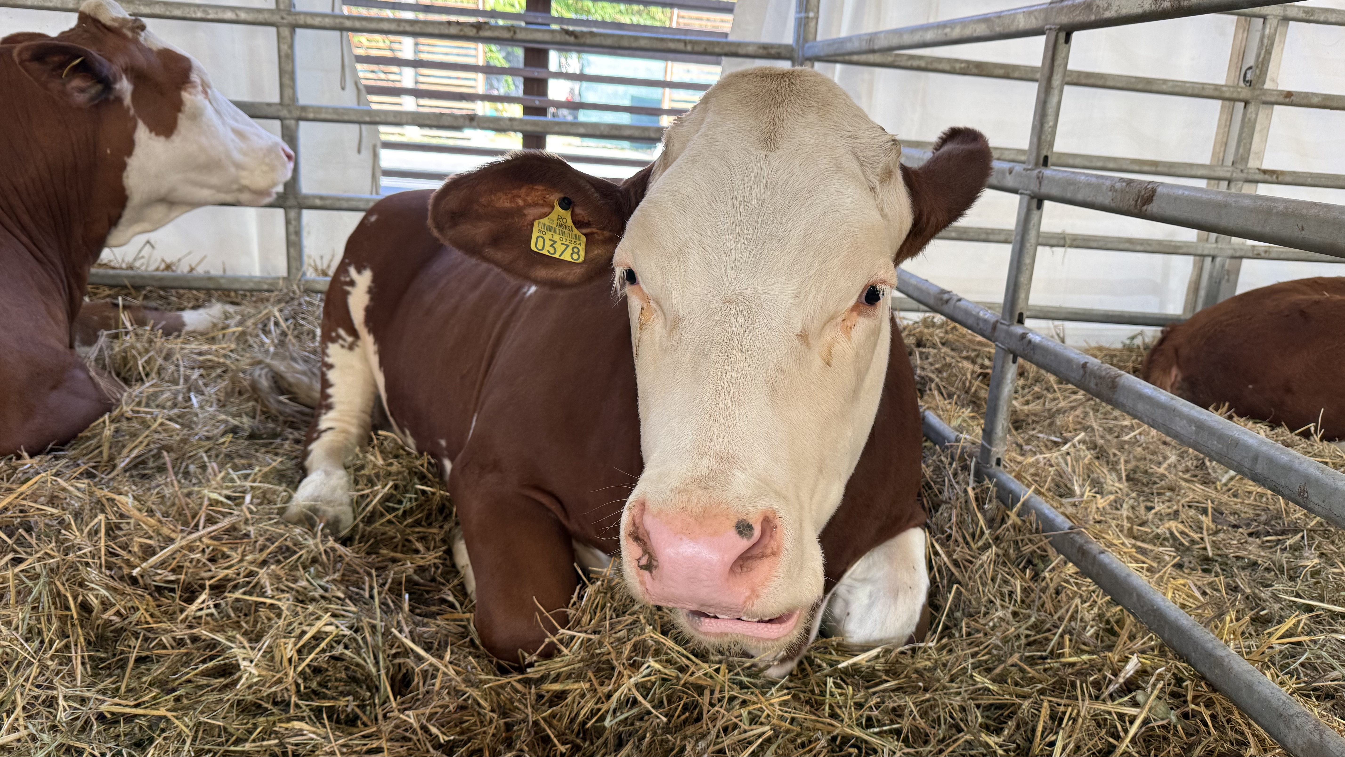 „Vaca mea produce peste 50 de litri pe zi. O iubim ca pe un membru al familiei”. Cum arată o zi de weekend la Indagra, cel mai mare eveniment agricol din România