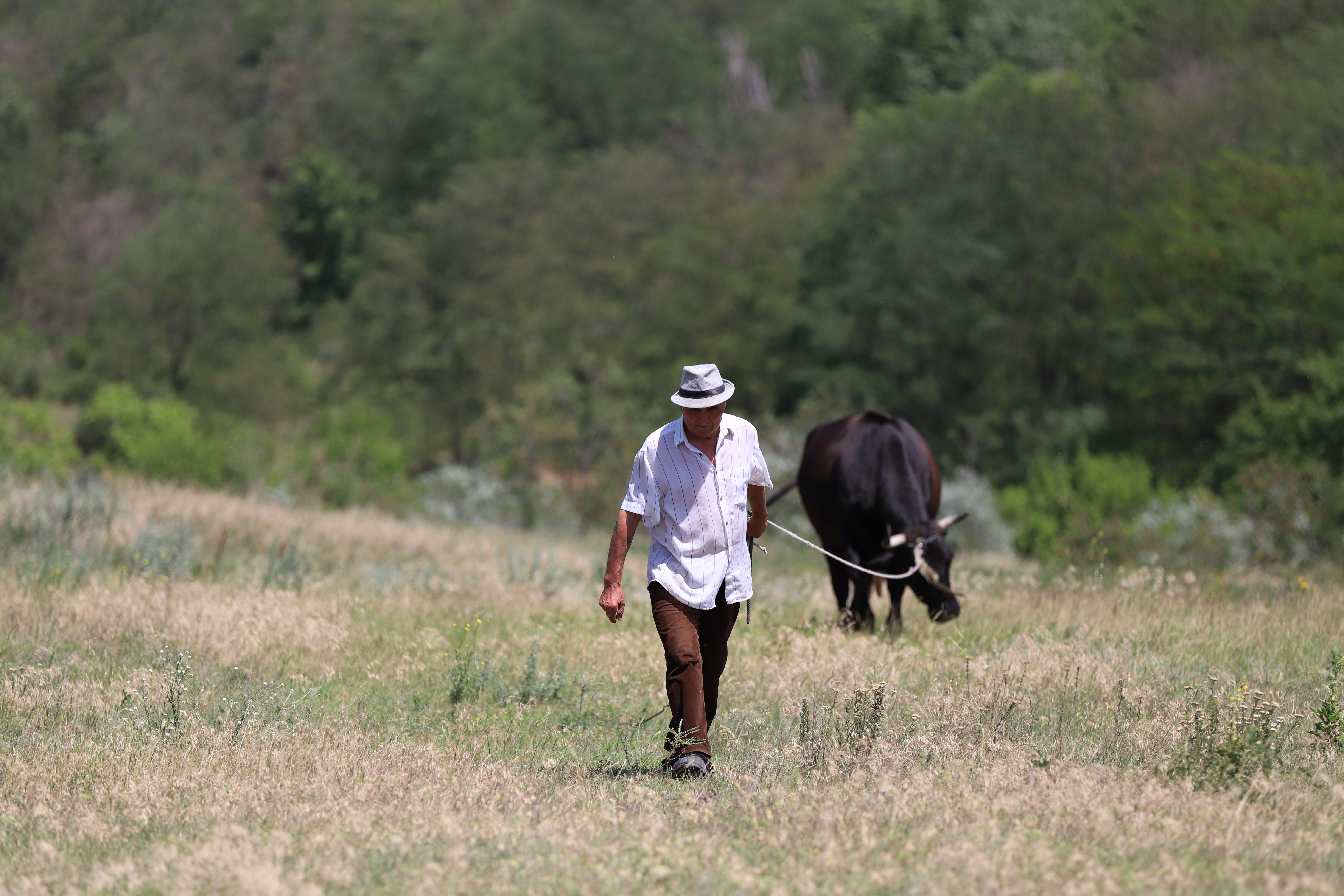 REPORTAJ. De ce un pensionar dintr-un sat din Buzău cară apă de la fântână pentru animale: „Când o mulgi, nu vezi că-i laptele sărat?”