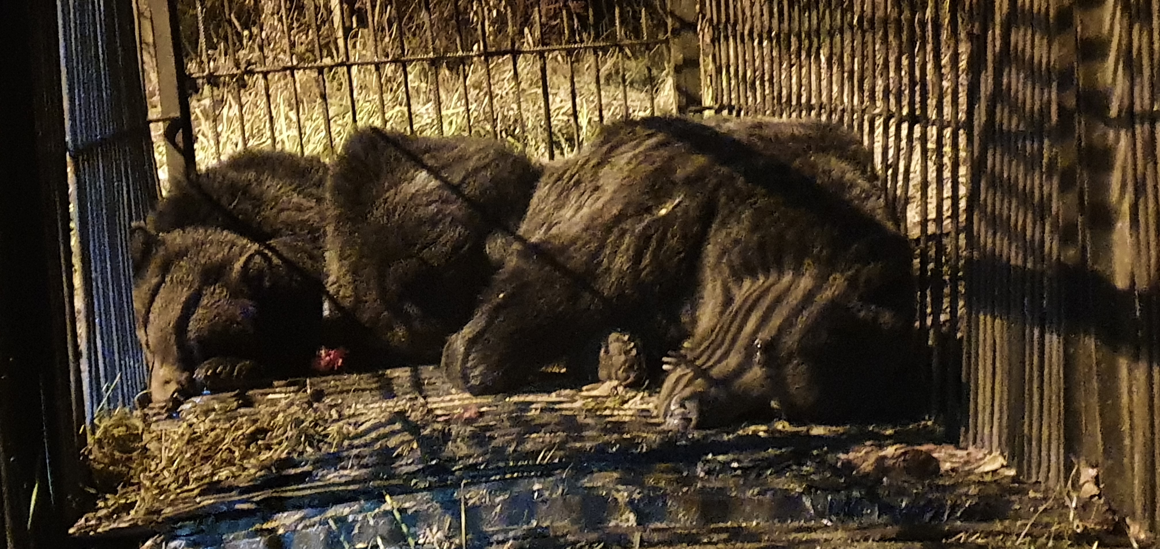 O ursoaică şi doi pui, capturați în Brașov, și-au găsit adăpost la Sanctuarul Libearty de la Zărneşti