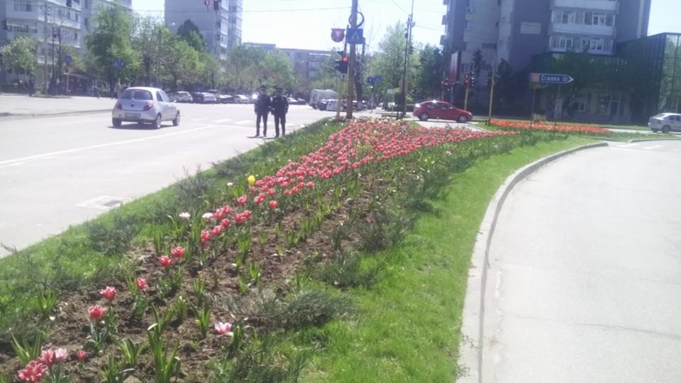 Poliţiştii din Slatina, scoşi în stradă să păzească lalelele şi magnoliile! FOTO