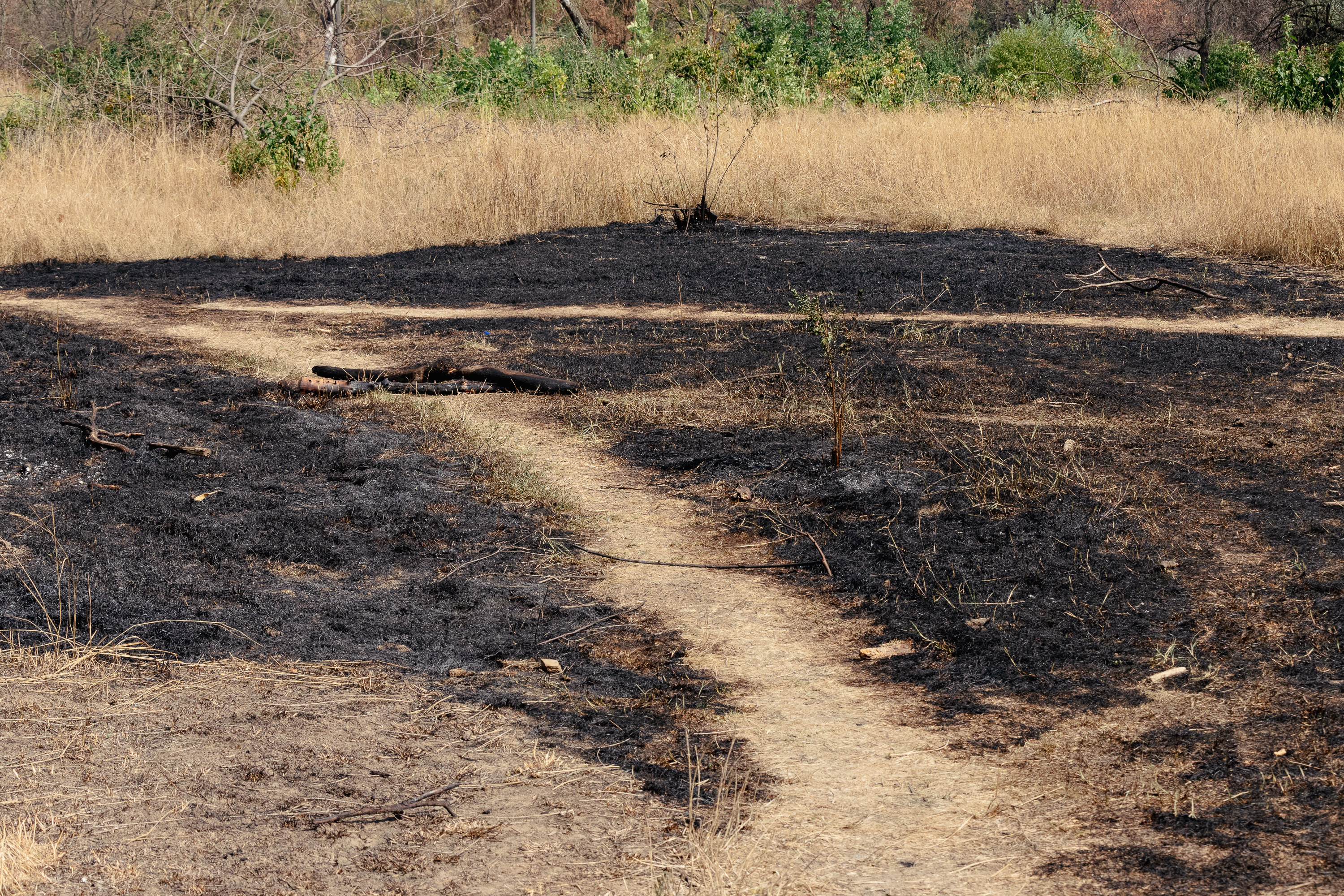 Revolta locuitorilor de lângă Parcul IOR care arde, iar copacii se usucă în mod misterios, sub ochii autorităților: „Ne credeți proști, domnule primar?”
