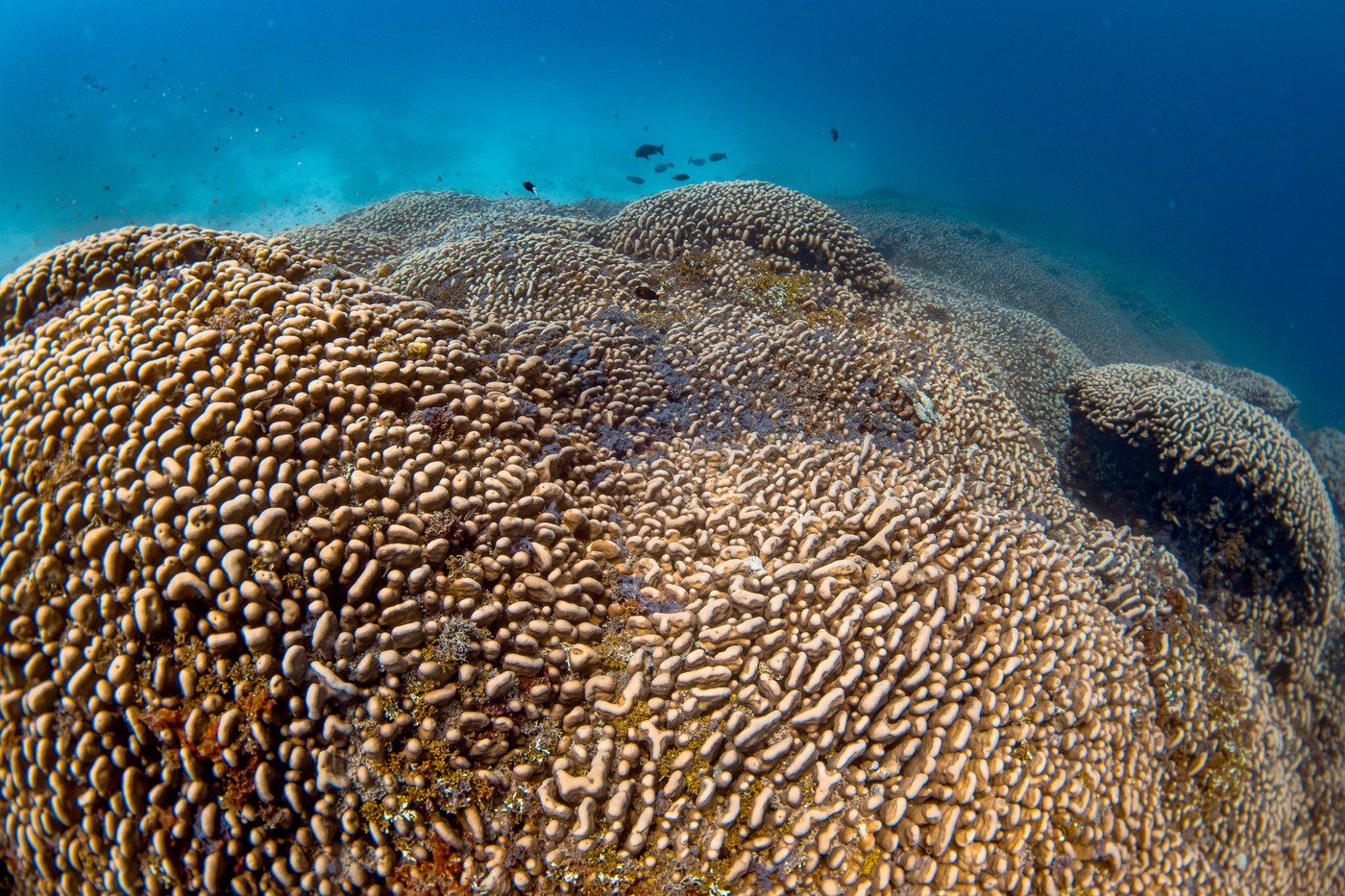 Cel mai mare coral înregistrat vreodată a fost descoperit în Oceanul Pacific
