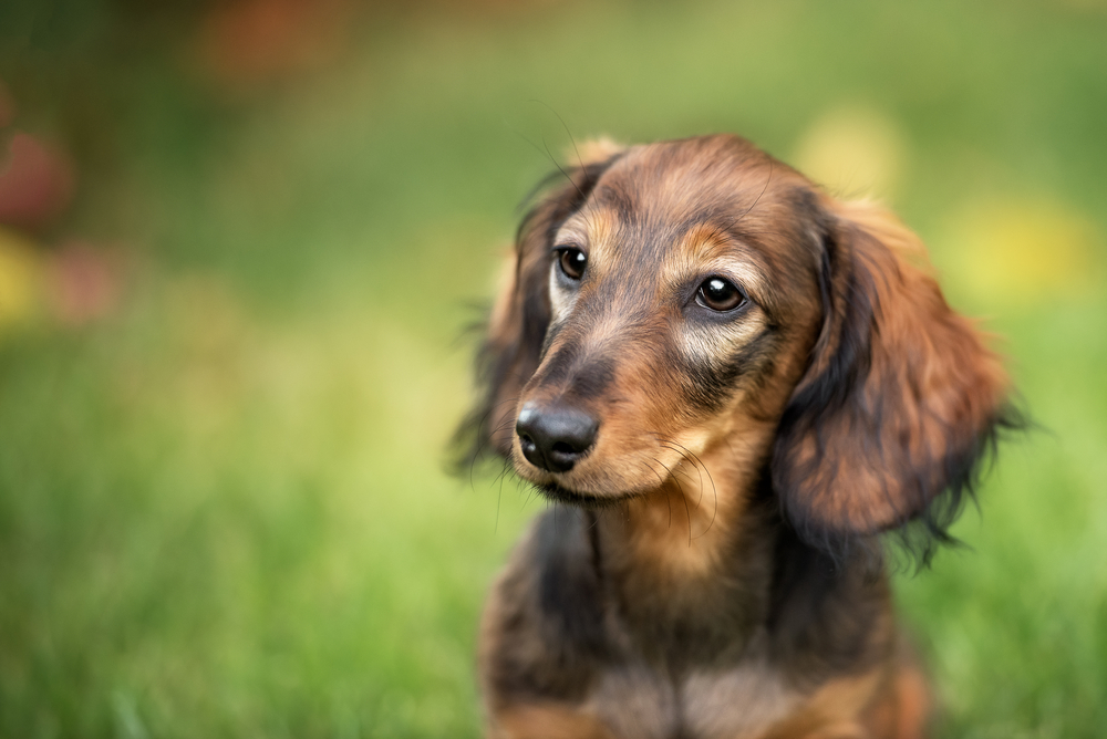Rasa Dachshund - personalitatea celui mai cunoscut câine de vânătoare