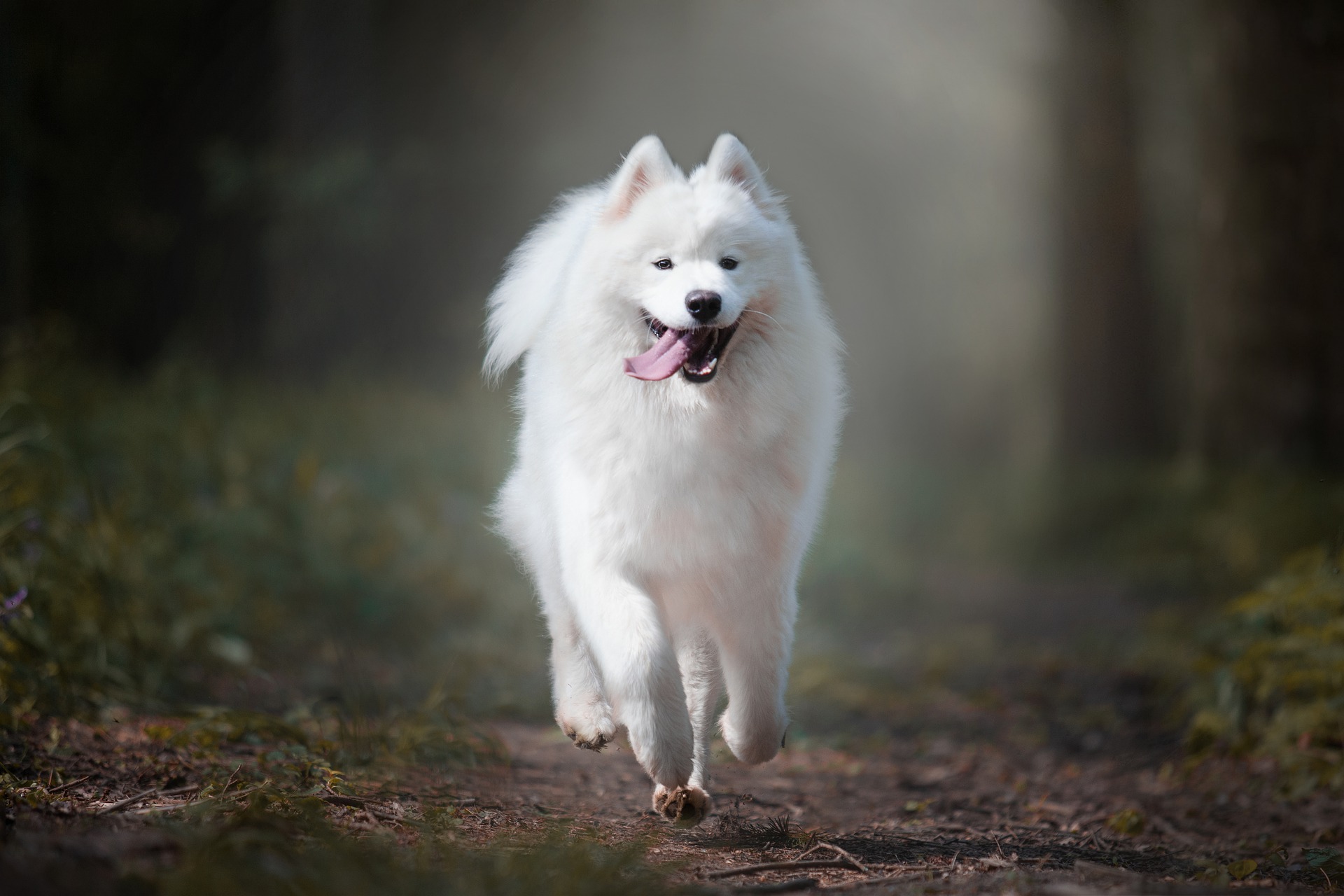 Samoyed - ce caracteristici are patrupedul cu "zâmbet Samoyed"