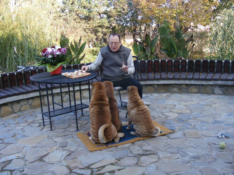 În lipsa nepotului, Petre Geambașu crește câini din rasa Shar Pei. “Sunt printre cele mai dragi ființe din viața mea”