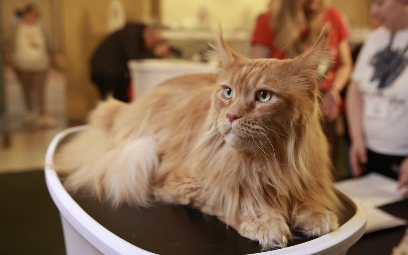 Pisici de top, priviri hipnotizante și povești spectaculoase. Cum a fost la Salonul Felin Internațional SofistiCAT