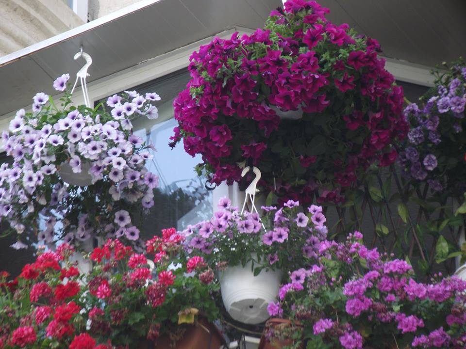 VIDEO/Cel mai frumos balcon din București, decorat de iarnă. În 2018, proprietarul promite mai multe flori