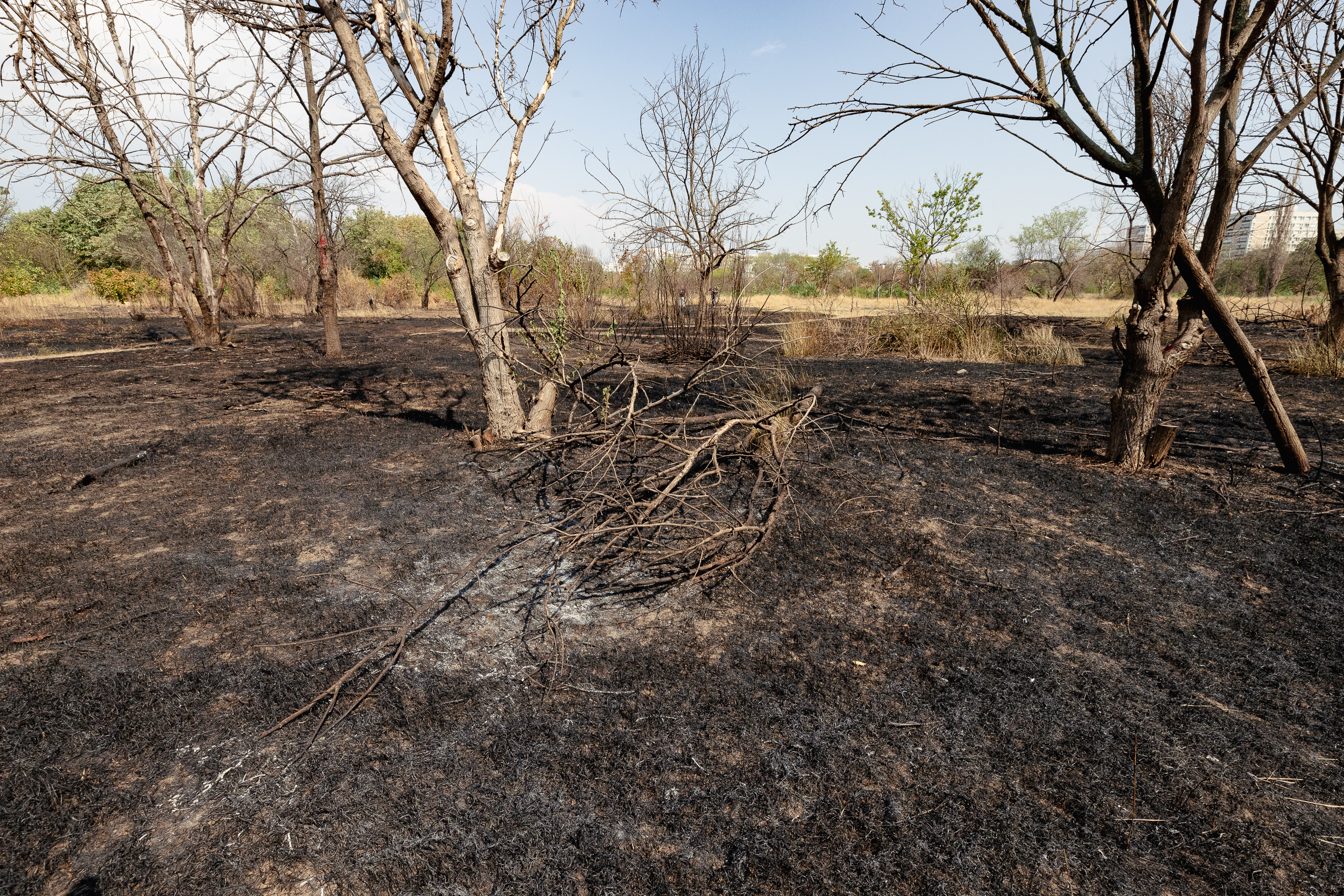 Revolta locuitorilor de lângă Parcul IOR care arde, iar copacii se usucă în mod misterios, sub ochii autorităților: „Ne credeți proști, domnule primar?”