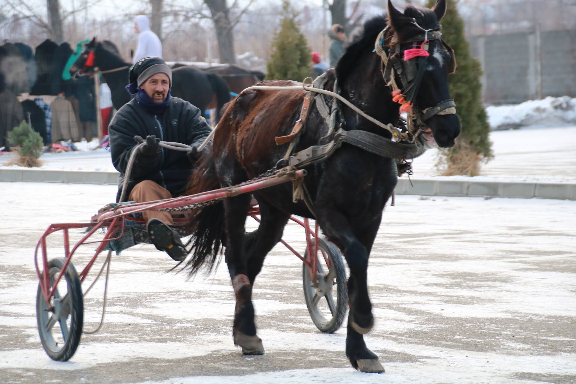 REPORTAJ: Localnicii din orașul lui Nea Mărin şi-au botezat caii pentru a-i feri de boli. Imagini superbe cu cei mai frumoși cai/ GALERIE FOTO
