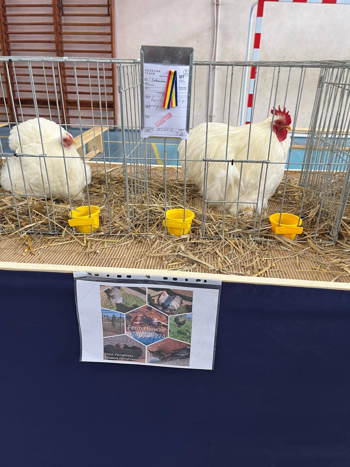 Un elev de 16 ani din Bistrița, care crește sute de păsări de rasă, a câștigat 11 titluri de campion
