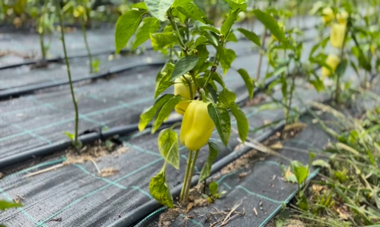 Imagini cu solarul pentru legume al lui Dragoș Bucur și al Danei Nălbaru. Ce au făcut cu roșiile care s-au copt: „Sunt multe, mulțumim lui Dumnezeu”
