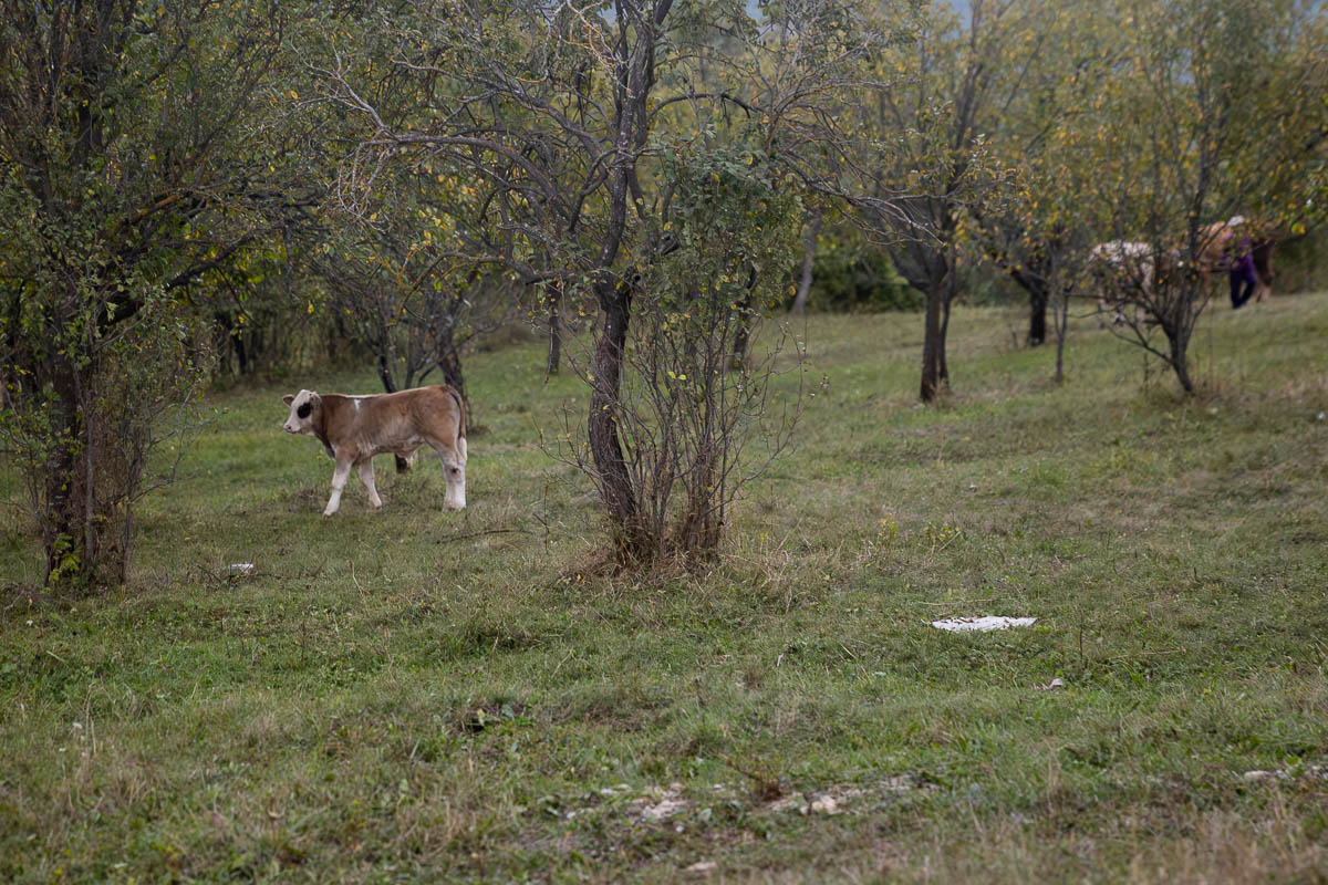 Unde se duc prunele din Coca-Antimirești, Buzău, când se coc: „La porci. Cerbii mănâncă de trosnesc. Vin urșii, mistreții. N-avem unde vinde”