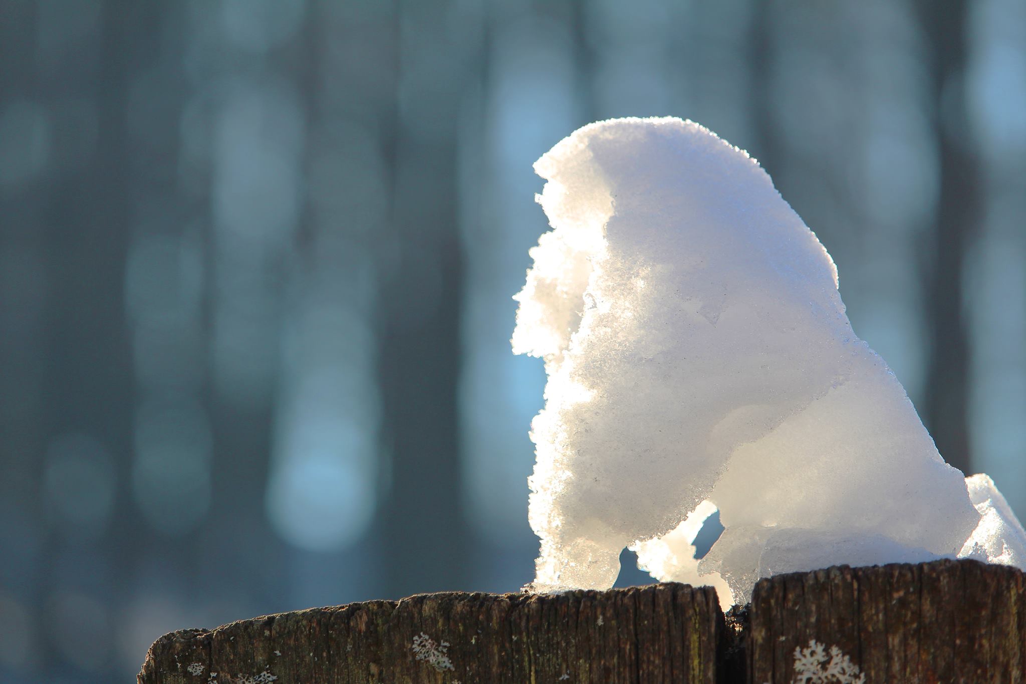 Fenomen absolut bizar la Sarmizegetusa Regia. Natura a sculptat păsări albe la Marele Templu Circular