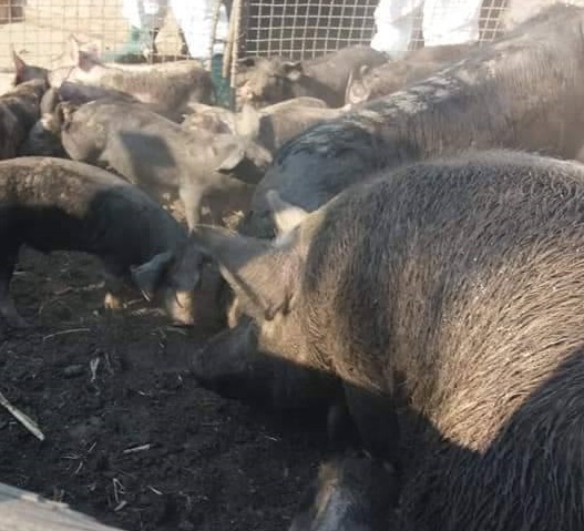 EXCLUSIV / Declarația unui fermier despre uciderea porcilor: "A fost un masacru. Sunt șocat. Am în ochi imaginea cu porcii cărora le dădea sângele pe rât"