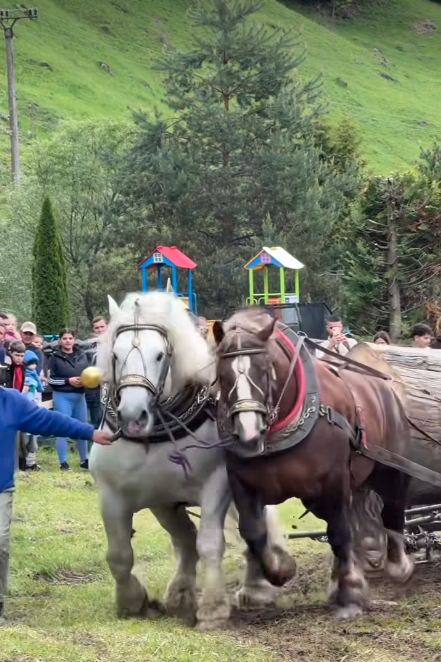 Povestea lui Falko, calul de tracțiune mort după un concurs de tras bușteanul. De ce proprietarul din România l-a revândut după trei zile