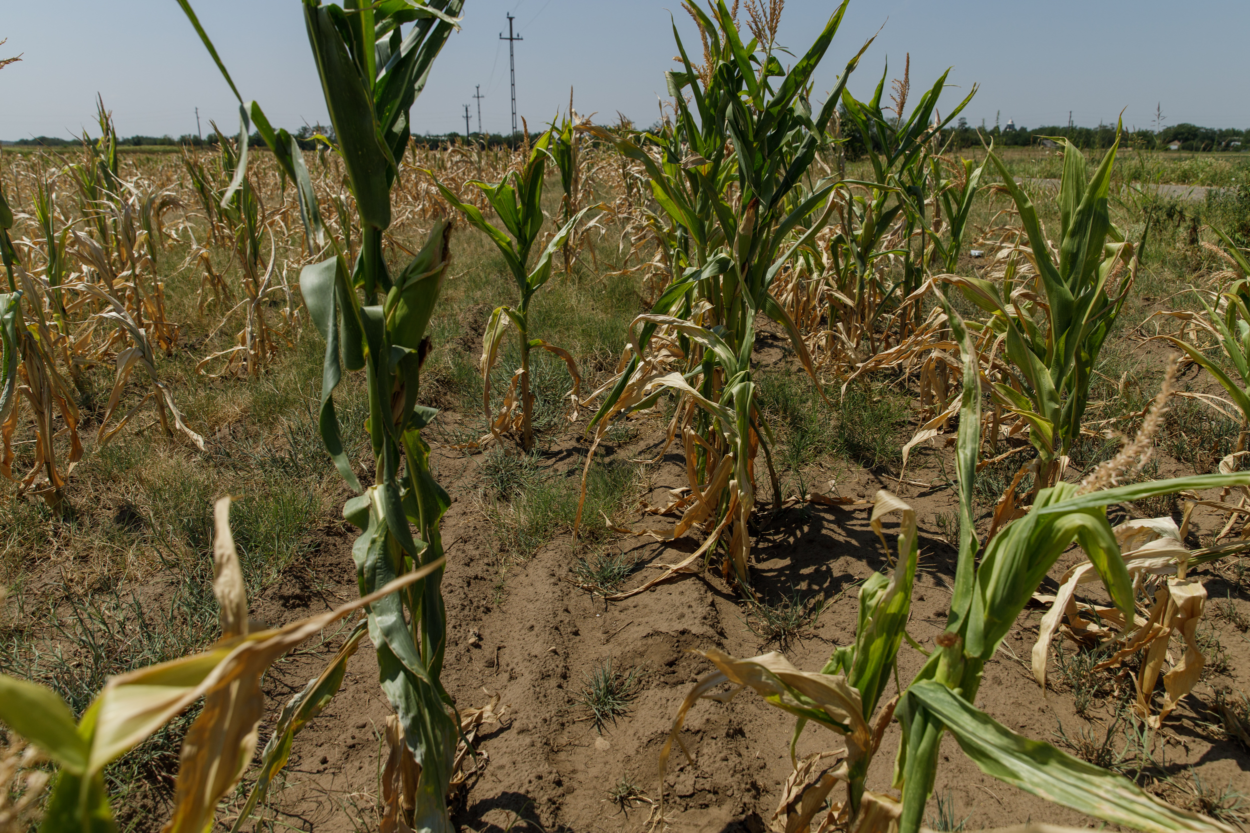 FOTOREPORTAJ Cum arată seceta într-o comună cu finanţări de jumătate de milion de euro pentru agricultori: după subvenţii, deşertul