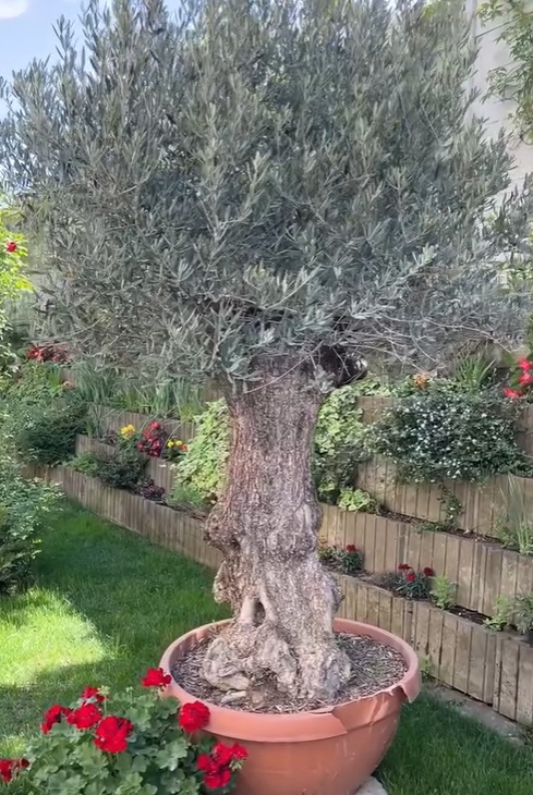 Imagini noi din grădina Andreei Marin. Are mulți trandafiri înfloriți, dar și plante aromatice, spanac și răsaduri de roșii
