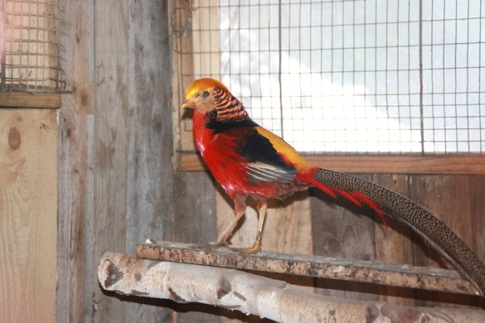 Şi-a făcut grădină ZOO în vârf de munte! GALERIE FOTO